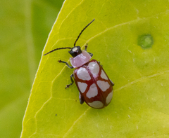 Omophoita magniguttis