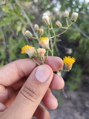 Bebbia atriplicifolia