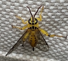 Xanthopimpla rhopaloceros