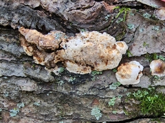 Perenniporia compacta