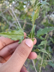 Bebbia atriplicifolia