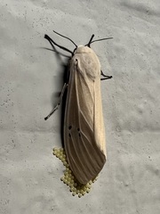 Creatonotos transiens