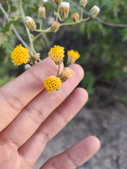 Bebbia atriplicifolia