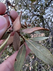 Quercus engelmannii
