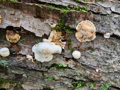 Perenniporia compacta