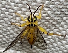 Xanthopimpla rhopaloceros