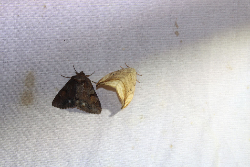 Washed-out Zale Moth