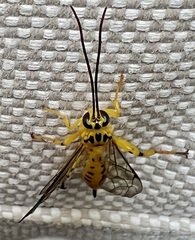 Xanthopimpla rhopaloceros