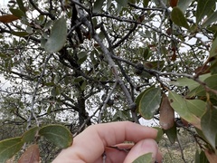 Quercus engelmannii