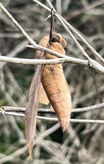 Clanis bilineata