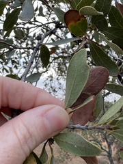 Quercus engelmannii