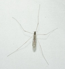 Rhipidia maculata