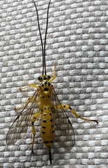 Xanthopimpla rhopaloceros