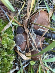 Cuphophyllus cinerellus