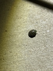 Diolcus chrysorrhoeus