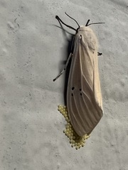 Creatonotos transiens