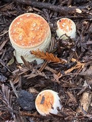 Turbinellus floccosus