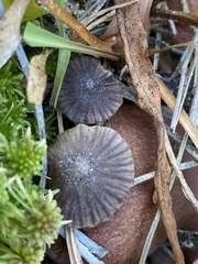 Cuphophyllus cinerellus