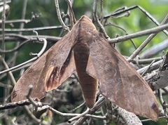 Clanis bilineata