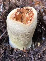 Turbinellus floccosus