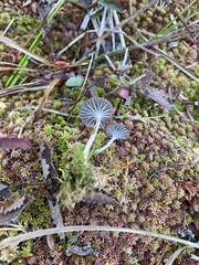 Cuphophyllus cinerellus