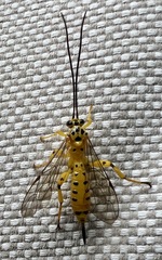 Xanthopimpla rhopaloceros