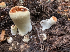 Turbinellus floccosus