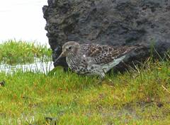 Calidris ptilocnemis