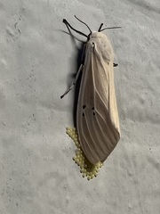 Creatonotos transiens