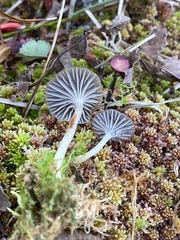 Cuphophyllus cinerellus