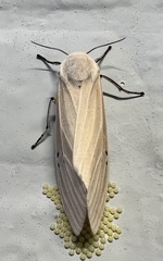 Creatonotos transiens