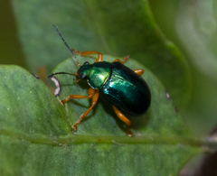 Colaspis