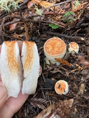 Turbinellus floccosus