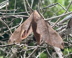 Clanis bilineata