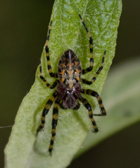 Alpaida alticeps