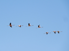 Phoenicopterus chilensis