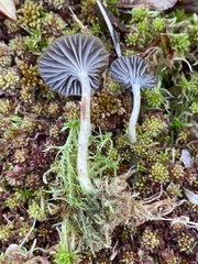 Cuphophyllus cinerellus