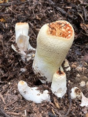 Turbinellus floccosus