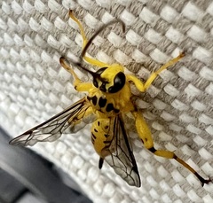 Xanthopimpla rhopaloceros