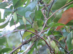 Gelsemium sempervirens