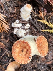 Turbinellus floccosus