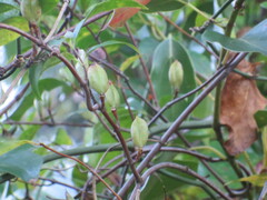 Gelsemium sempervirens