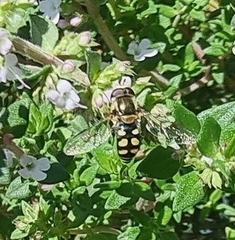 Simosyrphus grandicornis