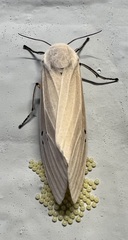 Creatonotos transiens