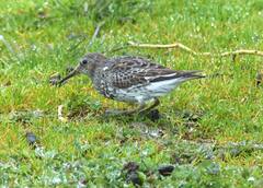 Calidris ptilocnemis