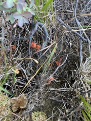 Hygrocybe substrangulata
