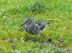 Calidris ptilocnemis