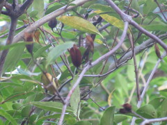 Gelsemium sempervirens