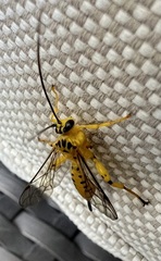 Xanthopimpla rhopaloceros