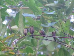 Gelsemium sempervirens